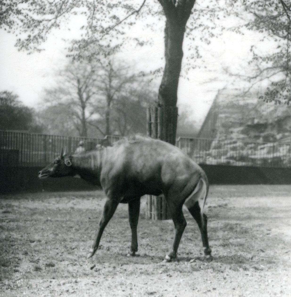 En Nilgai, eller asiatisk antilope i London Zoo, april 1923 (bw-bilde) av Frederick William Bond