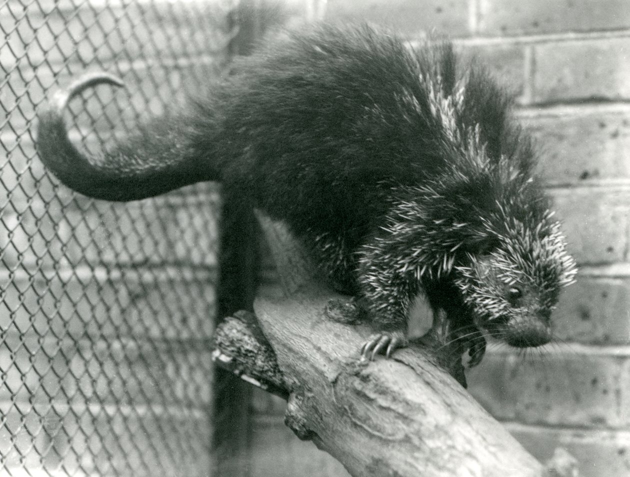 Et nordamerikansk piggsvin, på en gren i innhegningen, i London Zoo i 1923 (bw-bilde) av Frederick William Bond