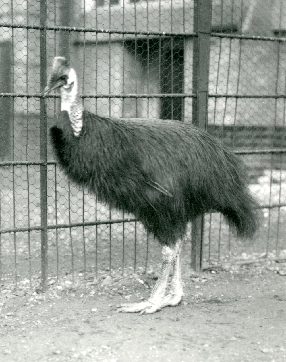 A Northern Cassowary i London Zoo, oktober 1914 av Frederick William Bond