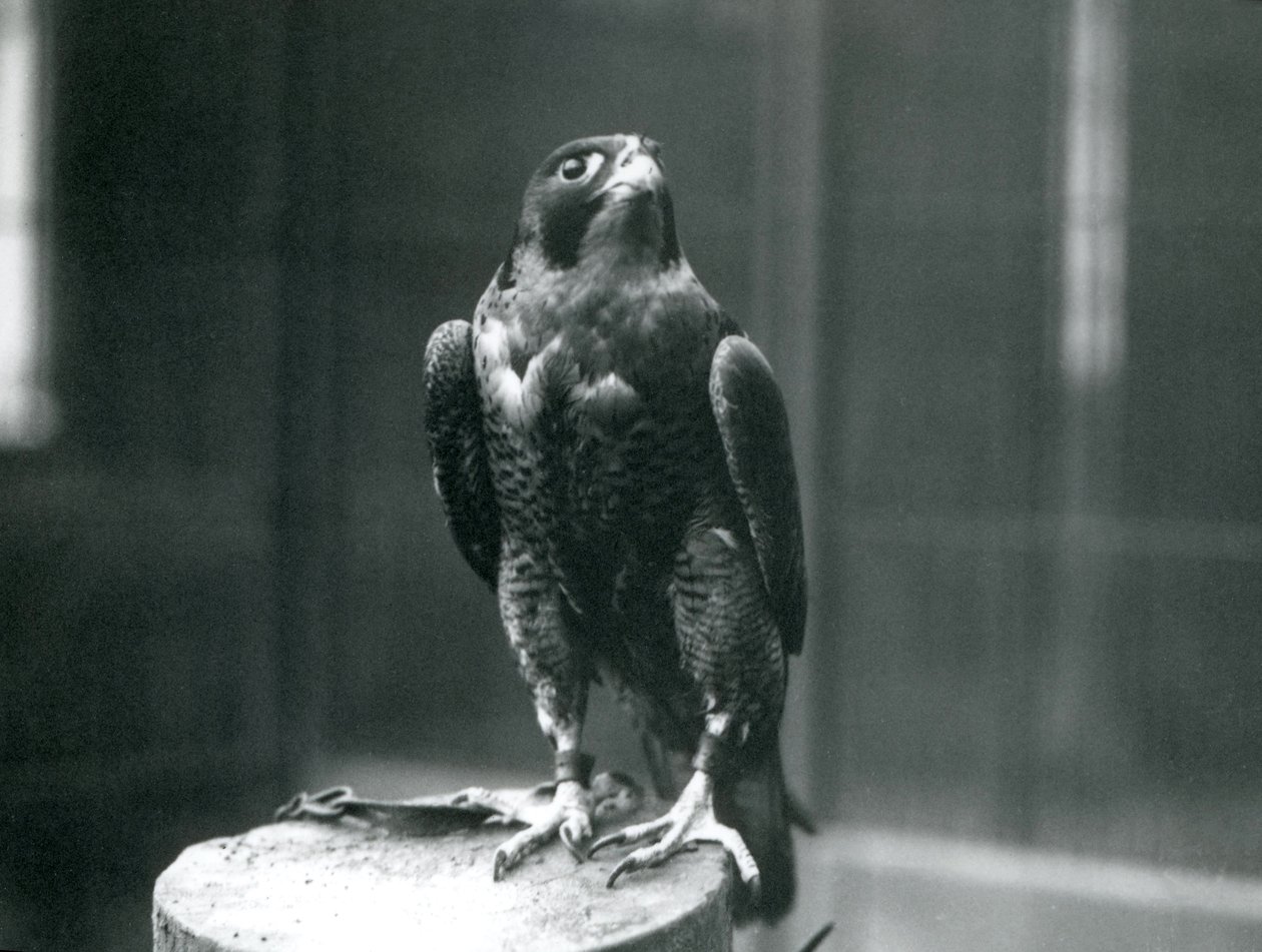 En vandrefalk i London Zoo, januar 1922 av Frederick William Bond