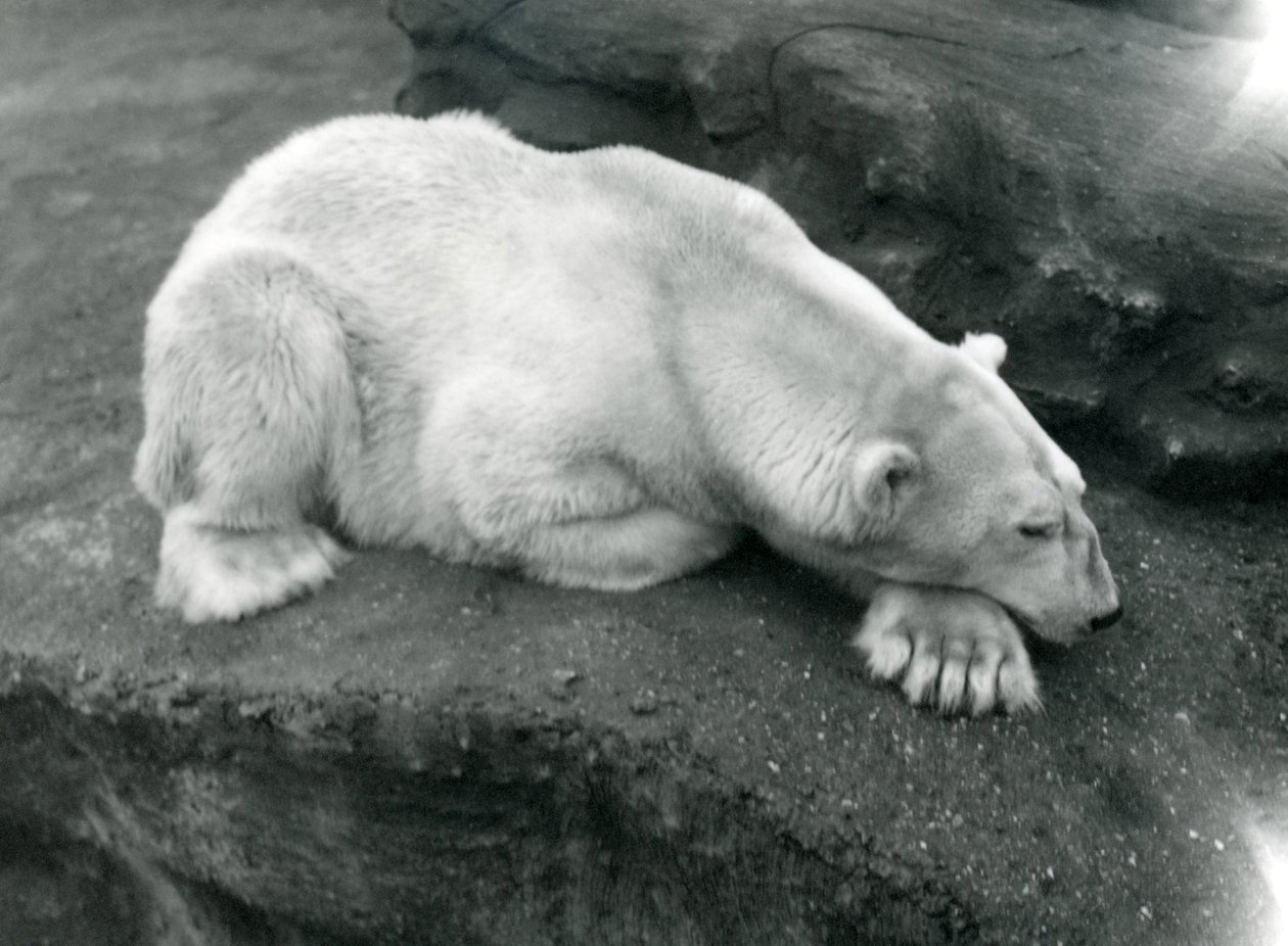 En isbjørn hviler med hodet på labben i London Zoo, oktober 1920 av Frederick William Bond