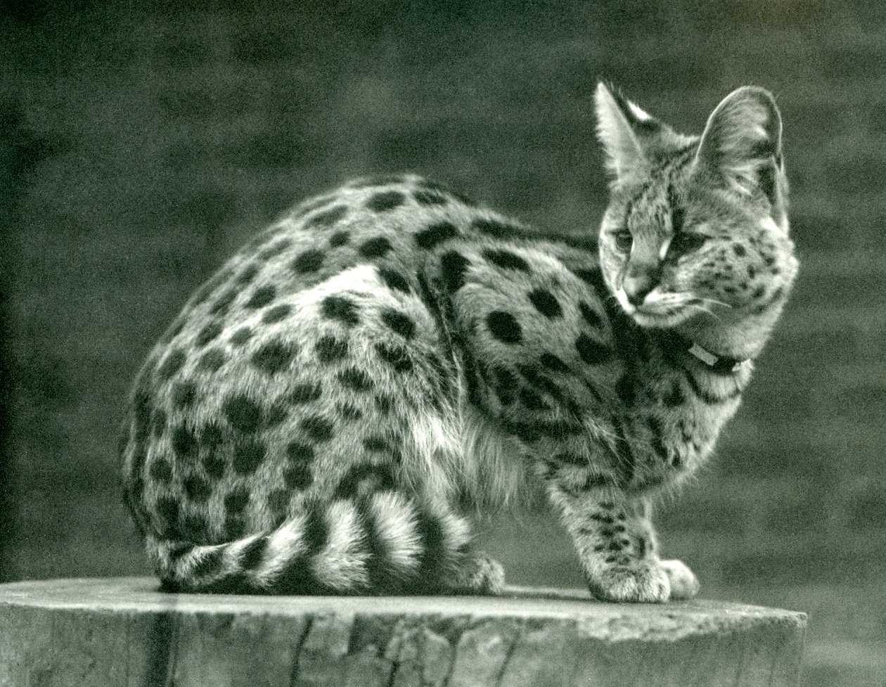 A Serval at London Zoo, 1923 (bw-bilde) av Frederick William Bond