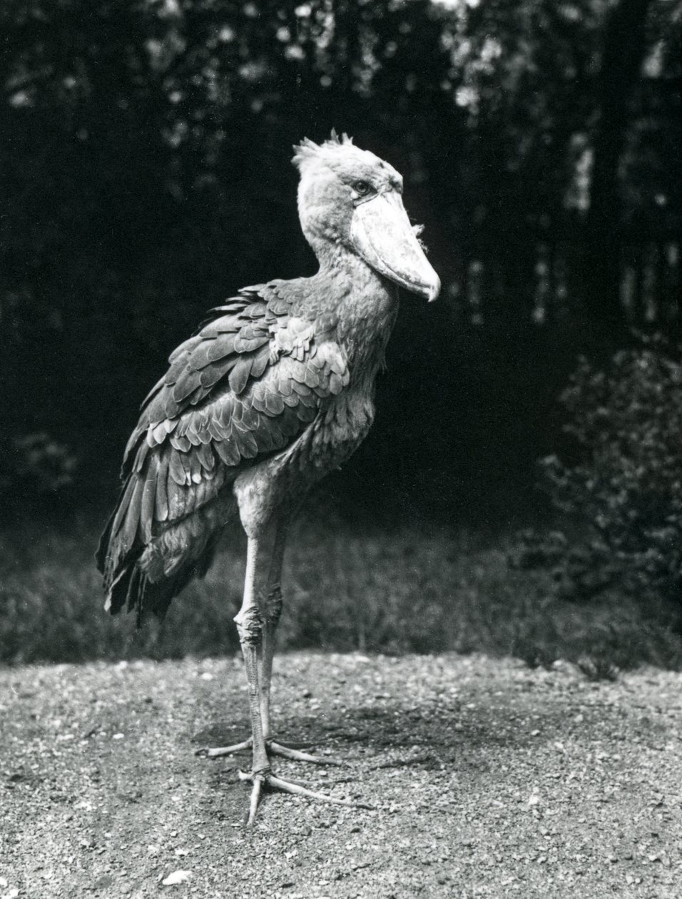 En skonebb eller hvalhodestork i London Zoo, juni 1914 av Frederick William Bond