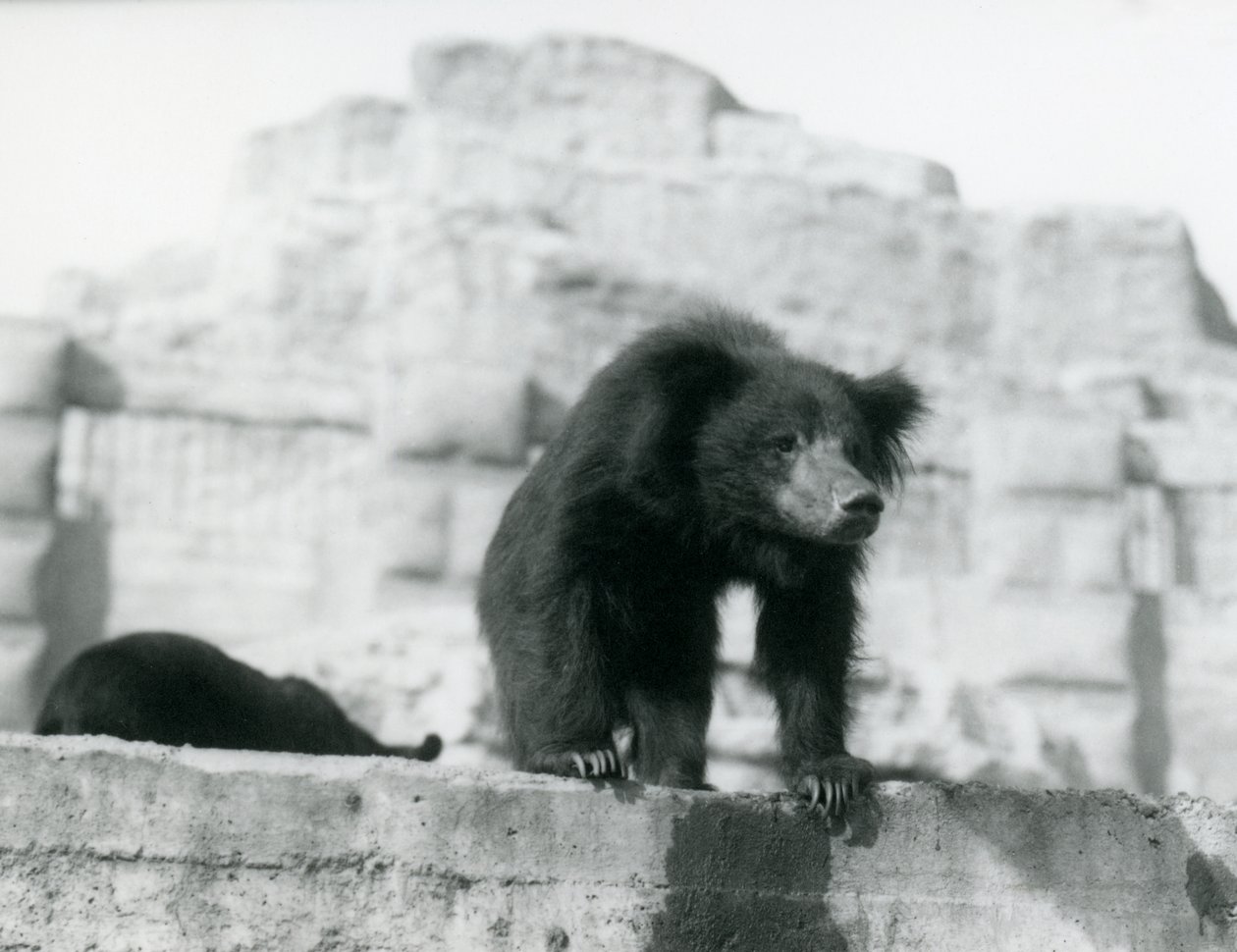 En dovendyr bjørn ser ned fra innhegningen foran Mappin Terraces, London Zoo, september 1914 (vw-bilde) av Frederick William Bond