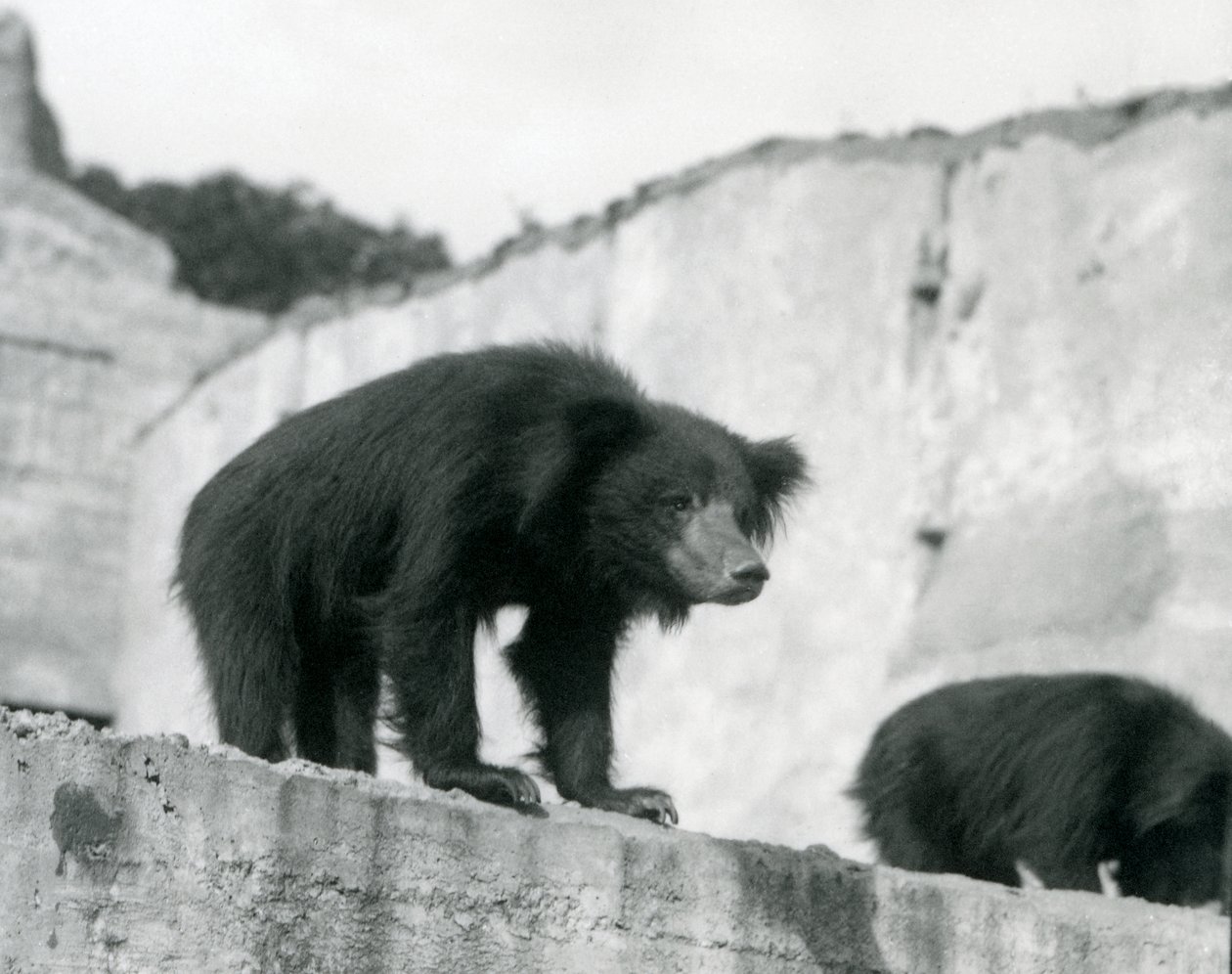 En dovendyr ser ned fra innhegningen foran Mappin Terraces, London Zoo, september 1914 (vw-bilde) av Frederick William Bond