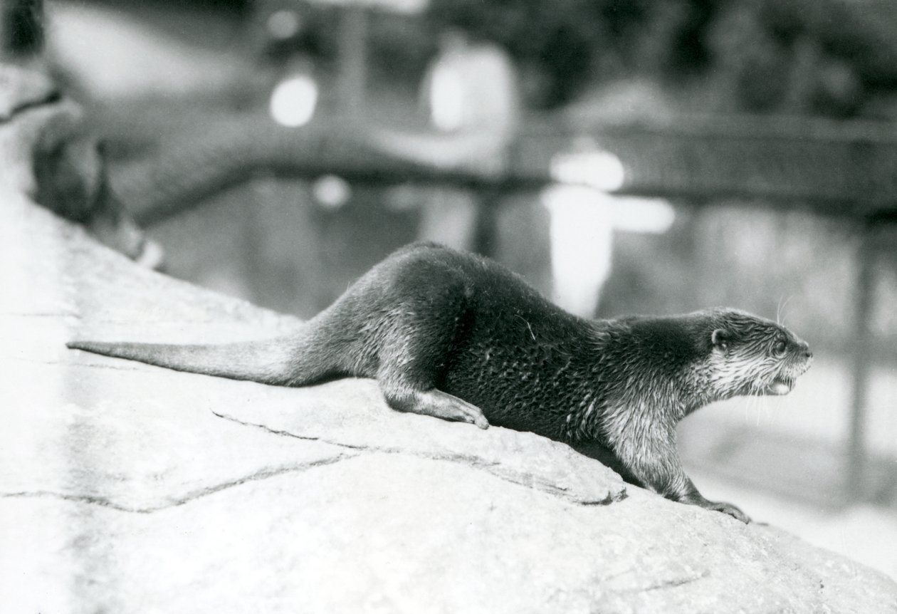 En småkloret oter i London Zoo, august 1913 av Frederick William Bond