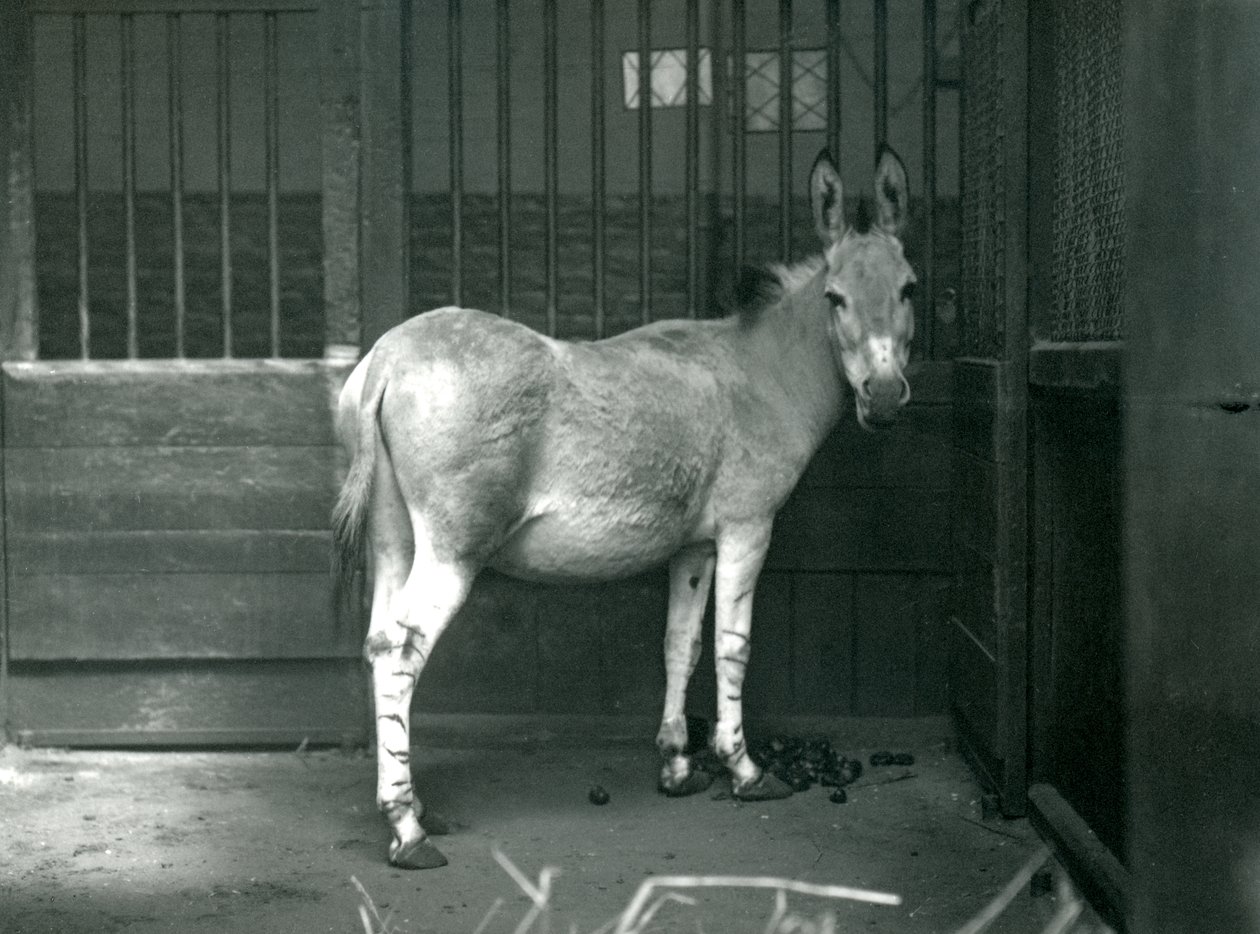 En somalisk villrøv i London Zoo, 1915. Den somaliske villeselen er en truet underart av den afrikanske villeselen. av Frederick William Bond