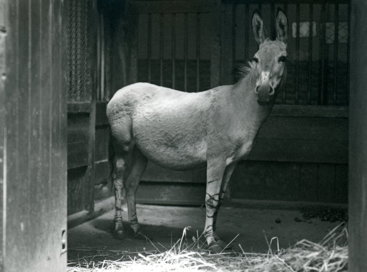 En somalisk villrøv i London Zoo, 1915. Den somaliske villeselen er en truet underart av den afrikanske villeselen. av Frederick William Bond
