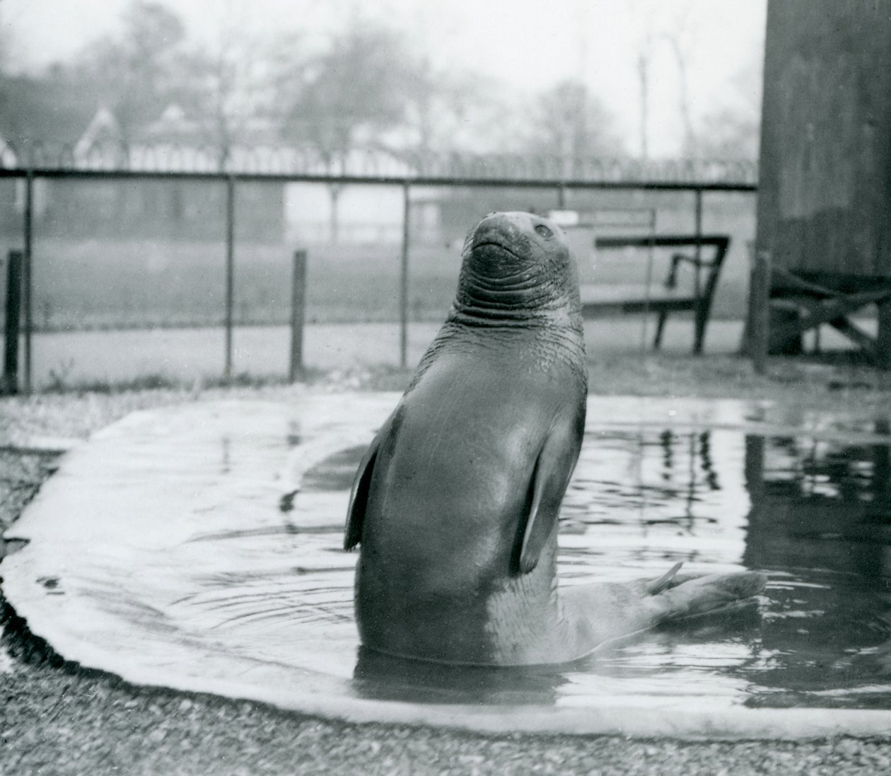 En sørlig elefantsel i London Zoo, januar 1912 av Frederick William Bond