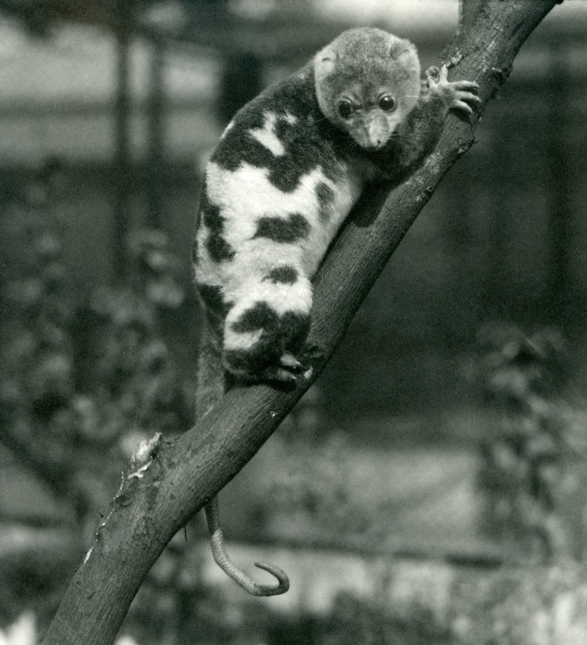 En flekket Cuscus ser ned fra en gren ved London Zoo, september 1914 av Frederick William Bond