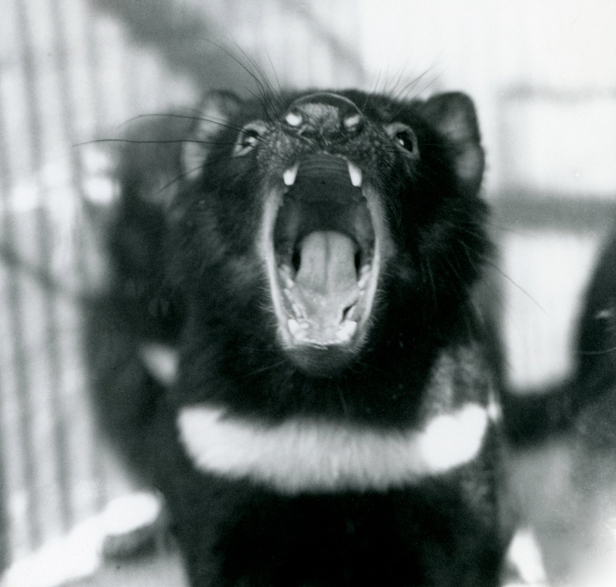 En Tasmansk djevel i London Zoo, september 1914 av Frederick William Bond