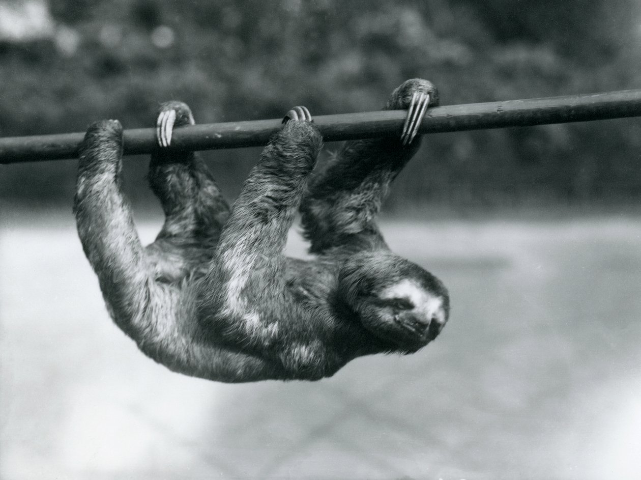 En tretået dovendyr går sakte langs en stang i London Zoo, ca. 1913 av Frederick William Bond