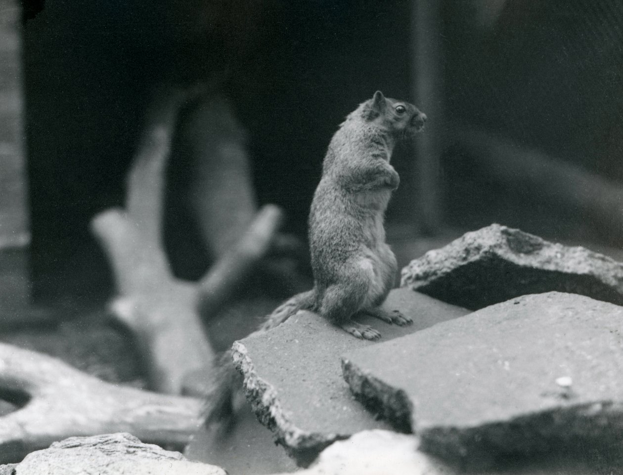 Et vulkan- eller reveekorn sitter på steiner i London Zoo. august 1916. av Frederick William Bond