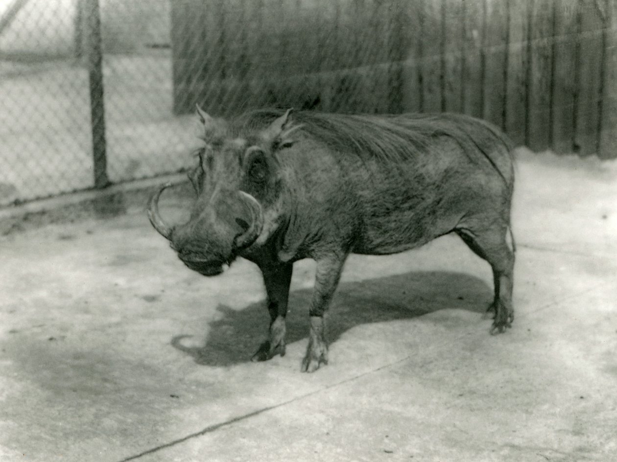 A Warthog, London Zoo, 1923 (bw-bilde) av Frederick William Bond