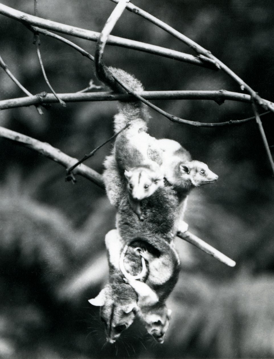 En ullen opossum, med sine tre unge klamrer seg til henne, henger fra en gren ved hjelp av gripehalen hennes, London Zoo, september 1913 av Frederick William Bond