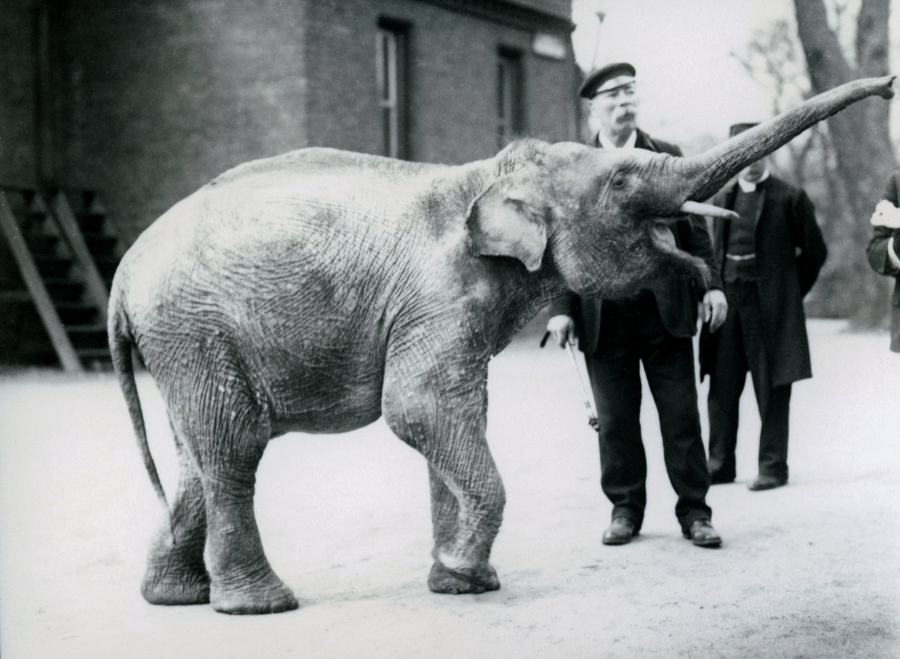 En asiatisk elefant som løfter snabelen mot en keeper mens andre voktere ser på av Frederick William Bond
