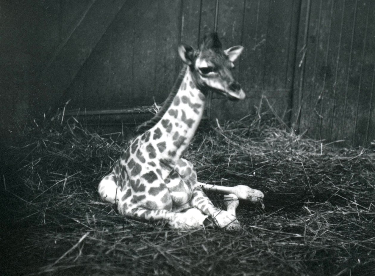 En babysiraff, omtrent 7 timer gammel, som sitter blant høy i London Zoo, mars 1913 av Frederick William Bond
