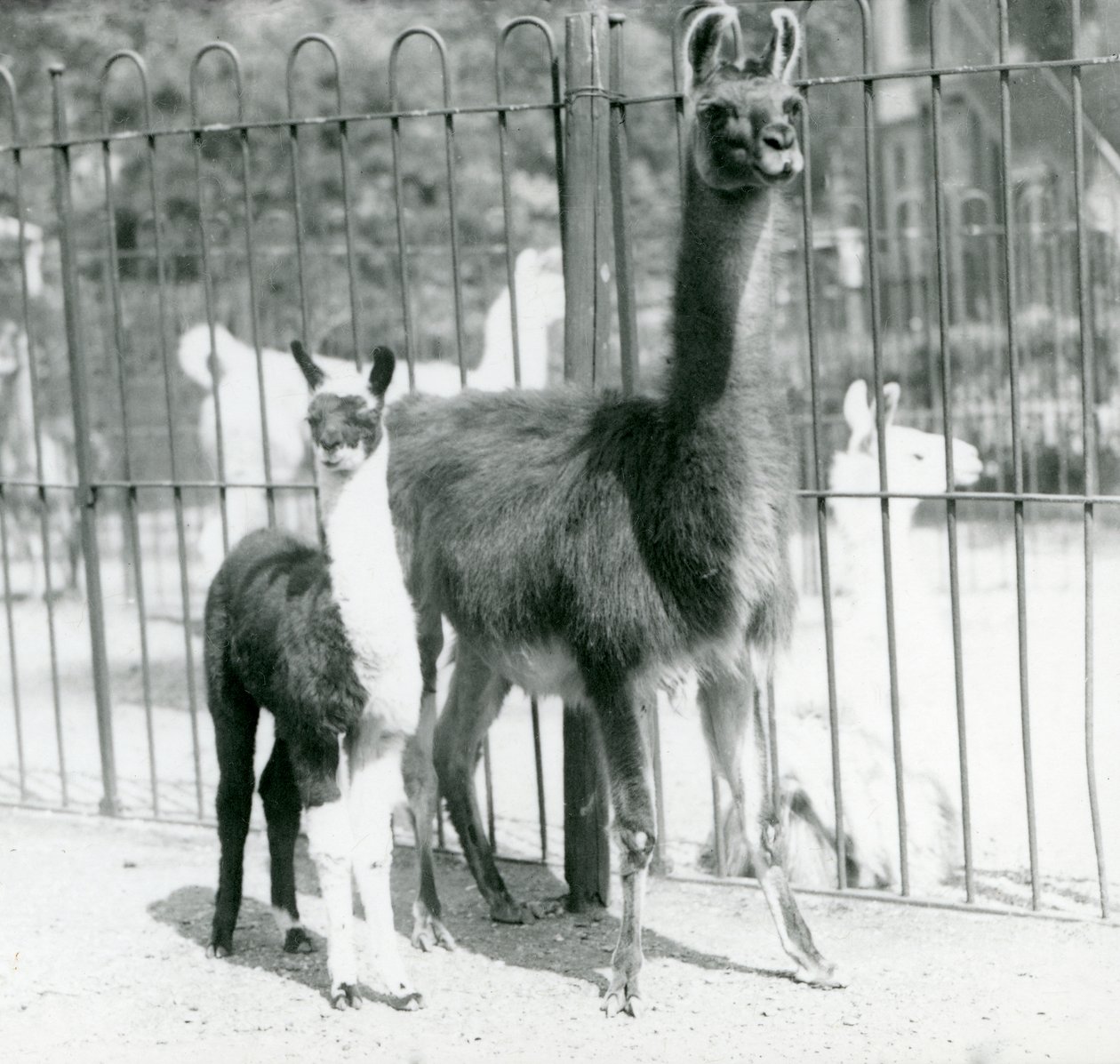 En baby Lama eller Cria med sin mor i London Zoo, august 1923 (bw-bilde) av Frederick William Bond