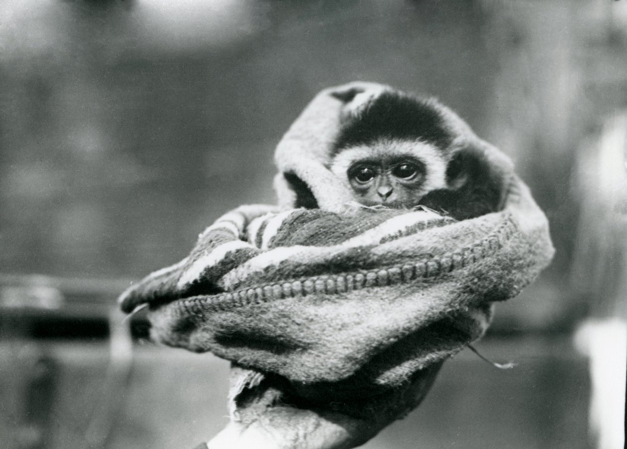En babygibbon pakket inn i et teppe og holdt i den ene hånden i London Zoo, juni 1922 av Frederick William Bond