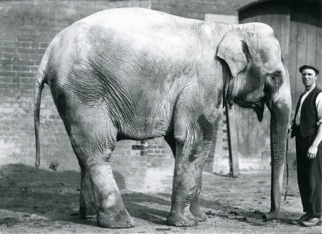 En kvinnelig indisk elefant 