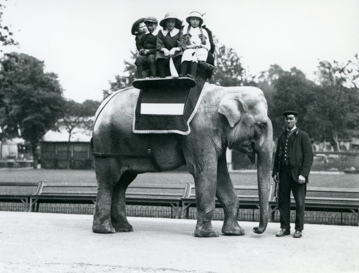 En kvinnelig indisk elefant 