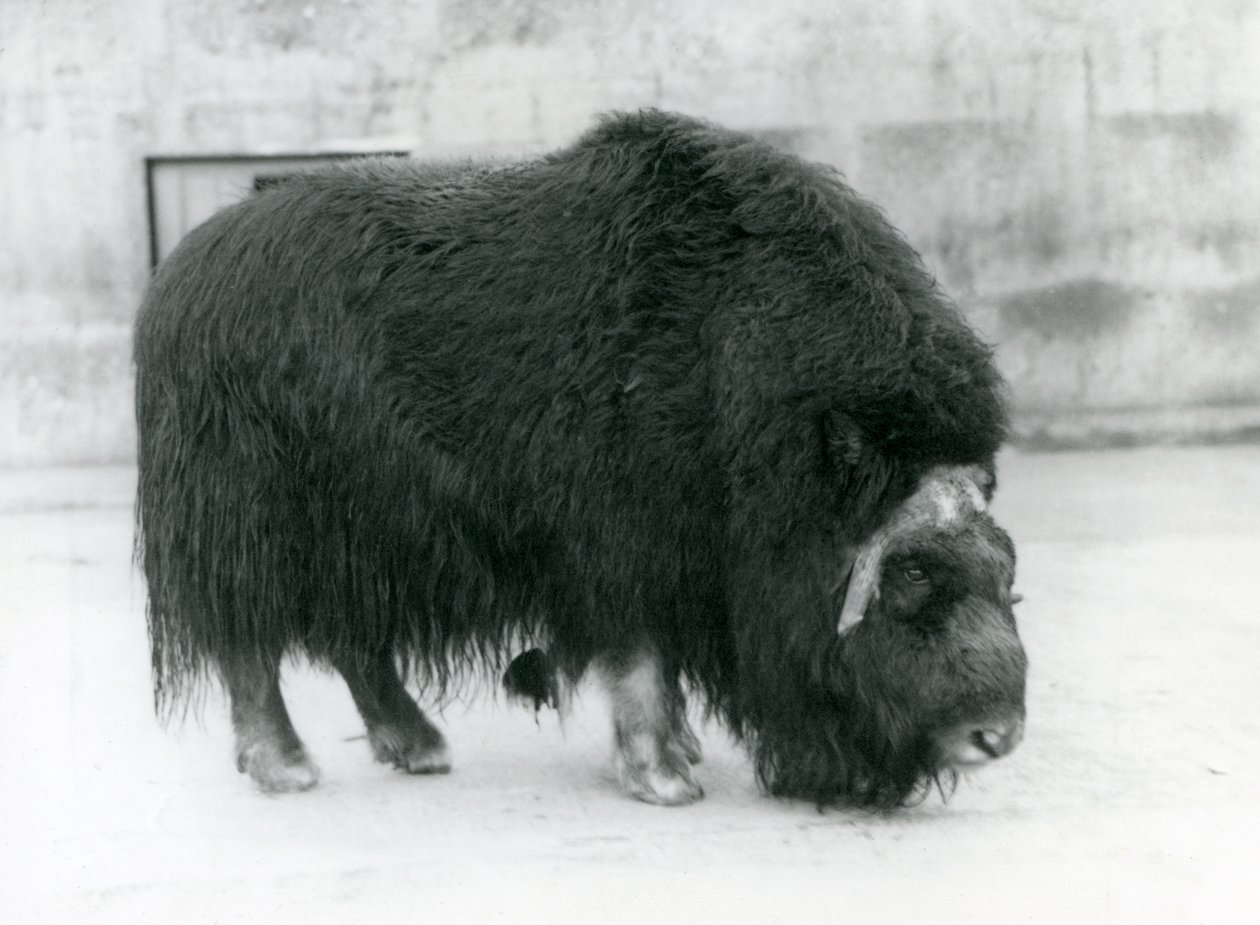 En kvinnelig moskusokse i London Zoo, april 1923 (bw-bilde) av Frederick William Bond