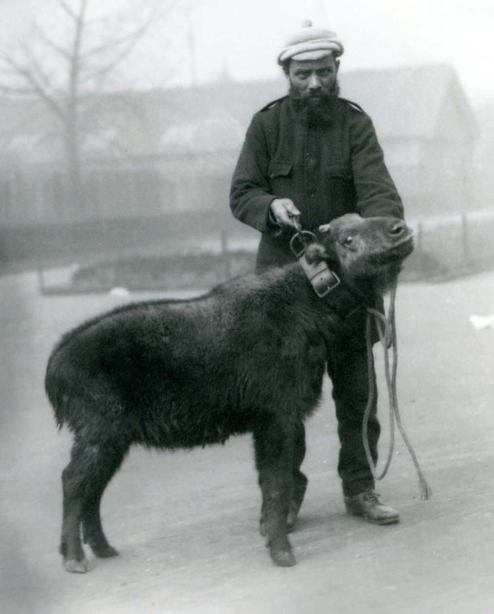 En kvinnelig takin, også kjent som storfe gemser eller gnu-geit med fører, London Zoo, april 1923 (bw-bilde) av Frederick William Bond