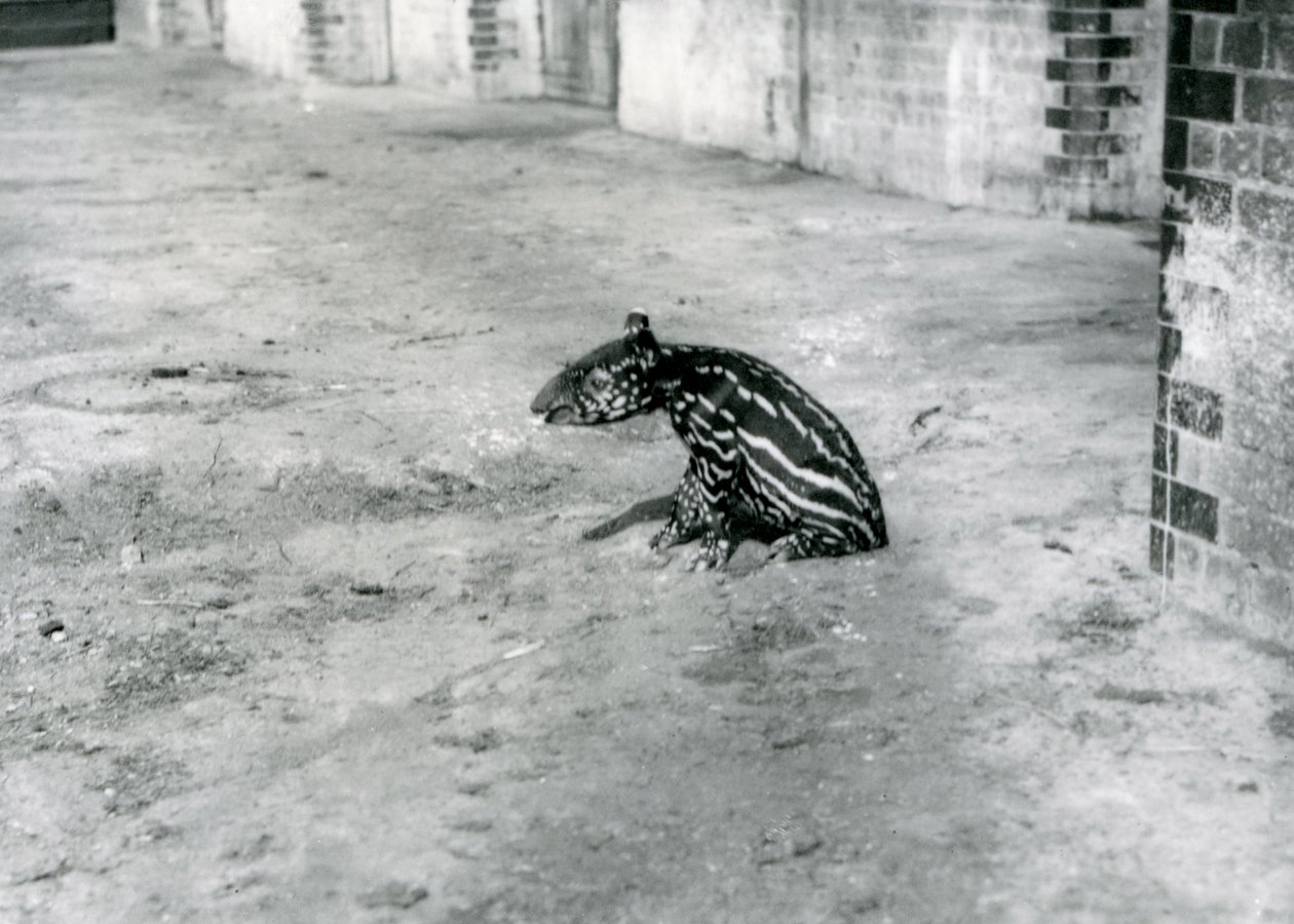 En fire dager gammel malaysisk tapir i London Zoo, juli 1921 av Frederick William Bond