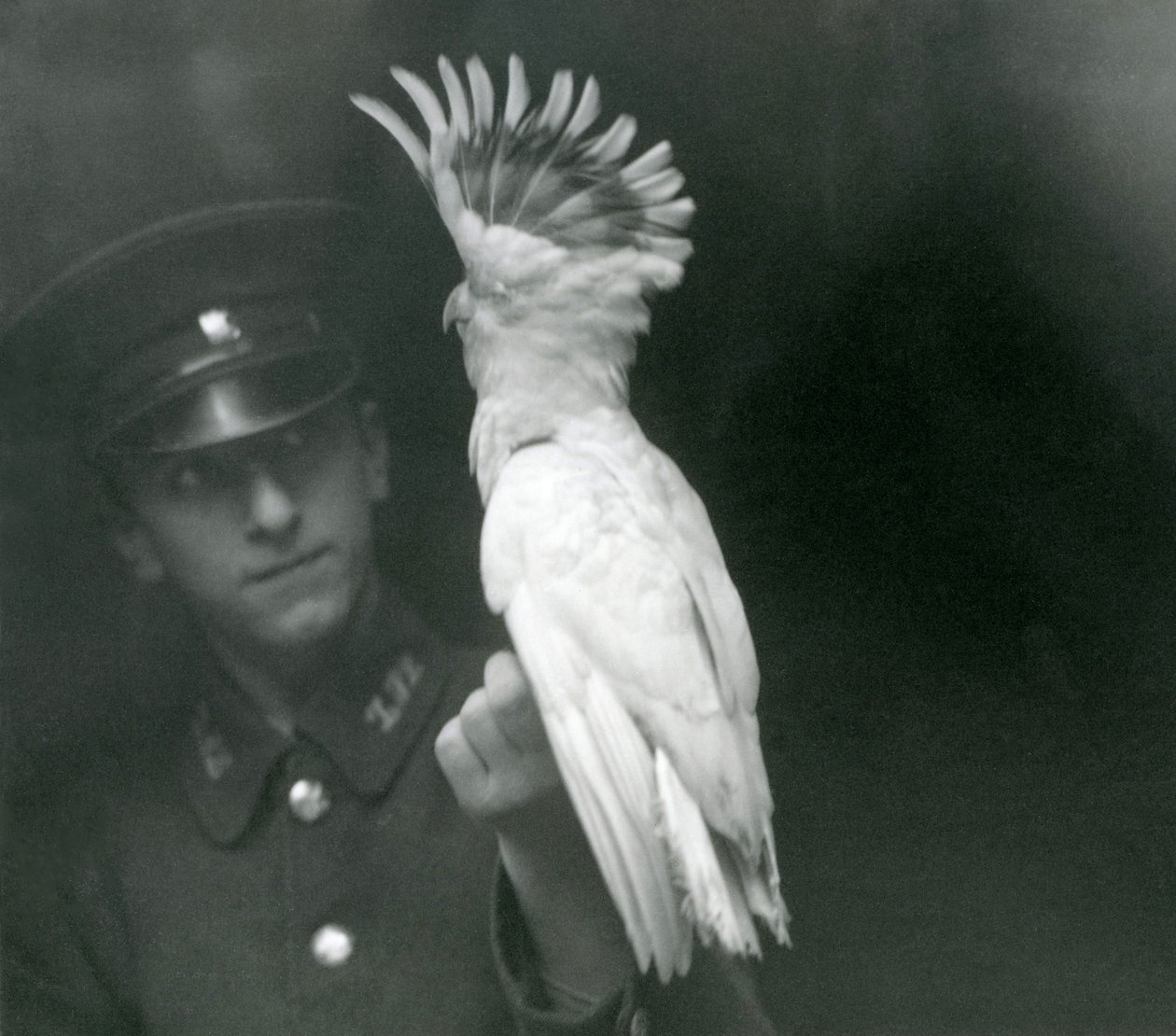 En keeper holder en ung kakadu i London Zoo, september 1921 av Frederick William Bond