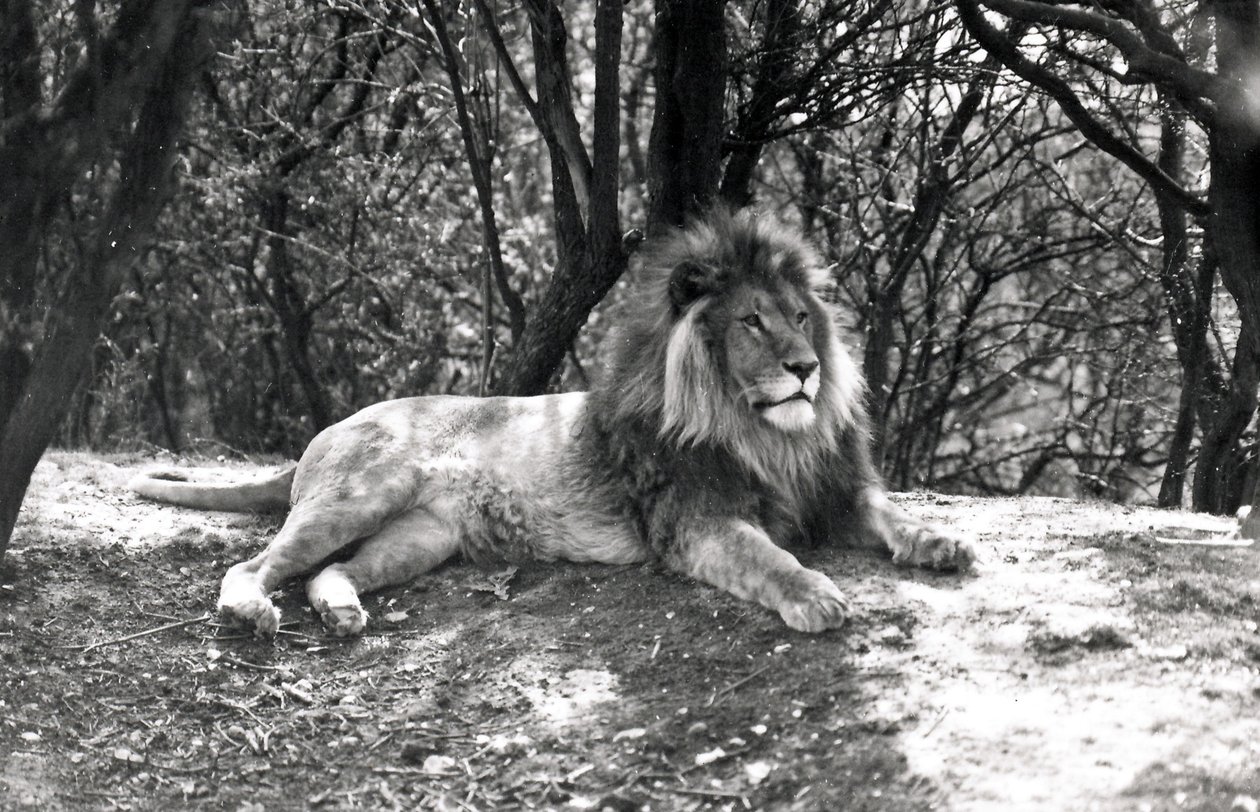 En løve som ligger nede fotografert i Whipsnade Zoo, 1935 av Frederick William Bond