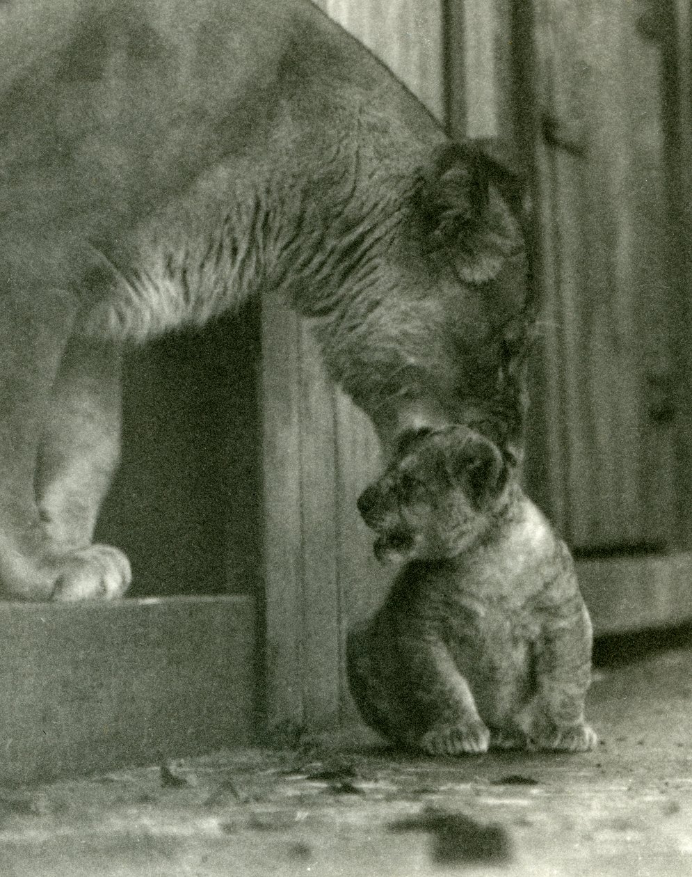 En løvinne i ferd med å løfte ungen sin, som var født i menasjeriet, i nakkeskåret, London Zoo, oktober 1923 (bw-bilde) av Frederick William Bond