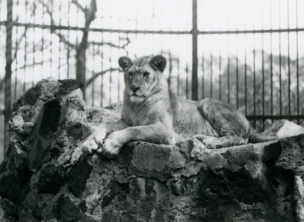 En løvinne liggende på en vegg i innhegningen hennes i London Zoo i 1923 (bw-bilde) av Frederick William Bond