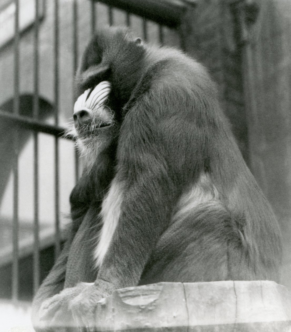 En mannlig mandrill George sitter på en tømmerstokk i innhegningen hans, London Zoo, august 1923 (bw-bilde) av Frederick William Bond