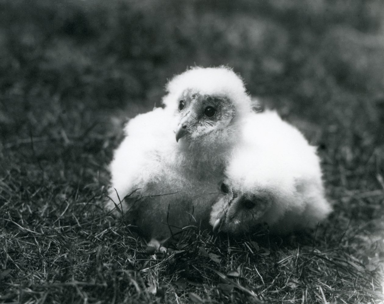 Et par Barn Owl-kyllinger i London Zoo, august 1913 av Frederick William Bond