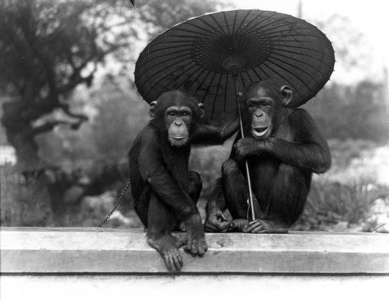 Et par Sjimpanser på ZSL London Zoo, 1931 av Frederick William Bond