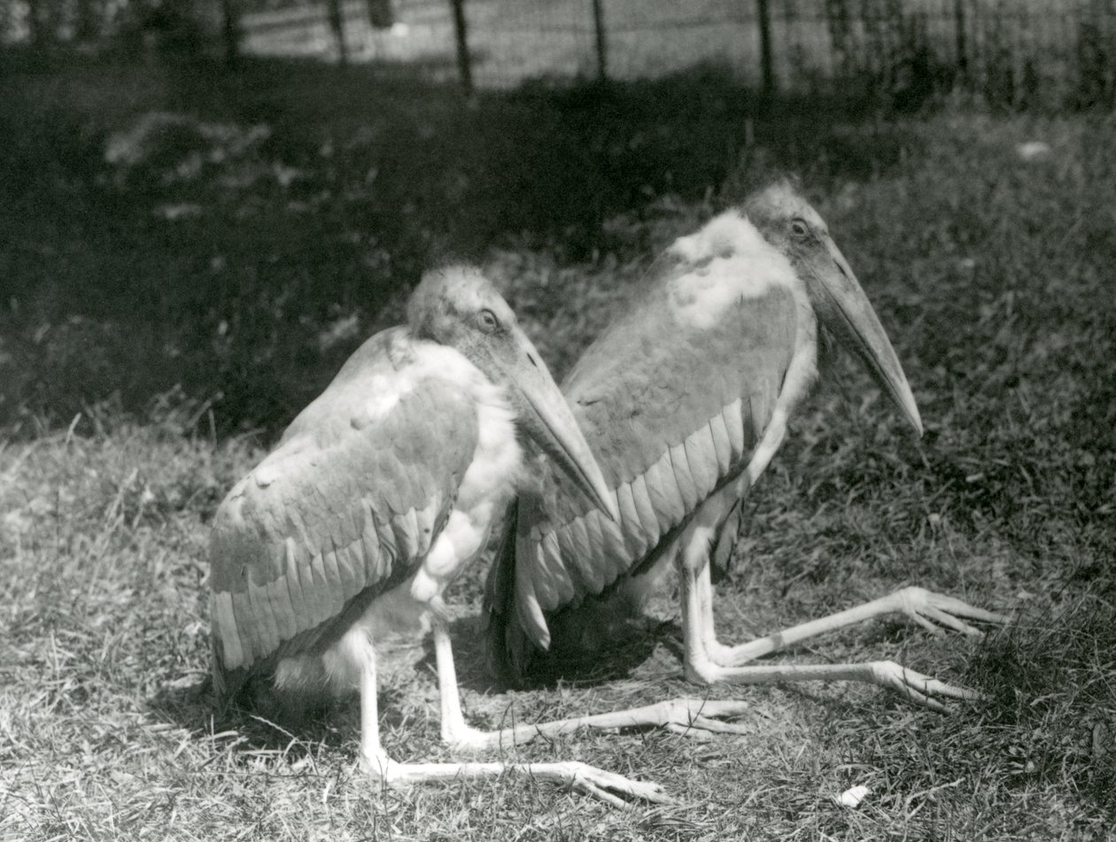 Et par GreaterIndian Adjutant Storks sitter i London Zoo, september 1923 (bw-bilde) av Frederick William Bond