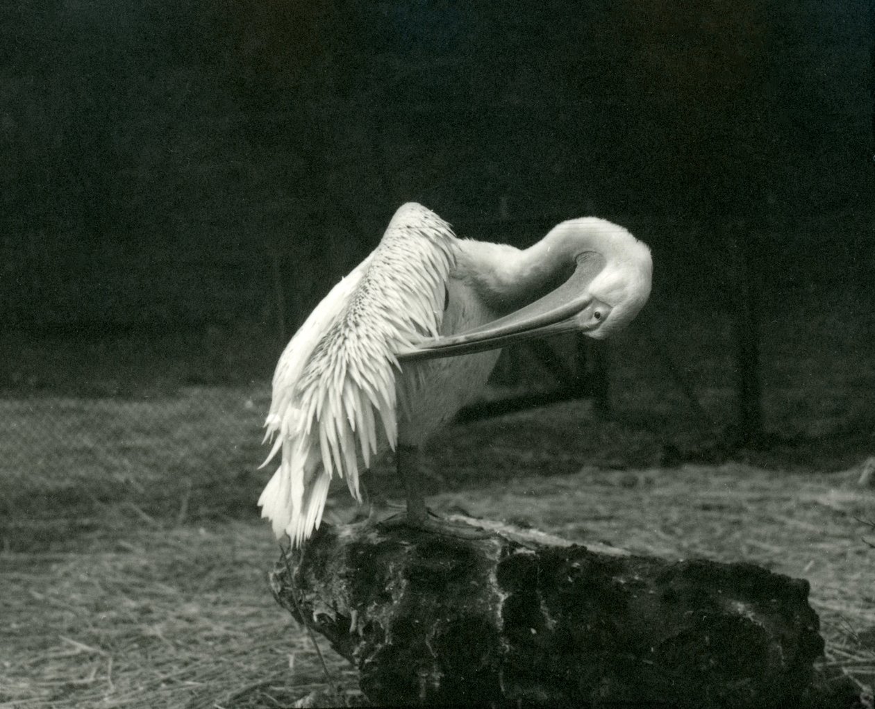 En pelikan som pusser vingen i London Zoo, juni 1922 av Frederick William Bond