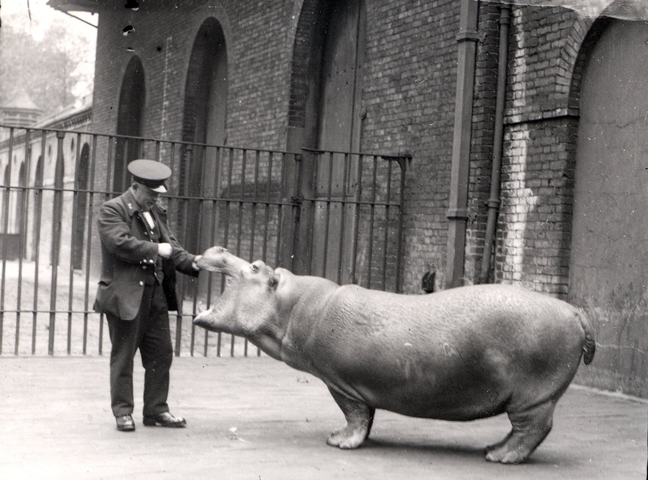 Et fotografi av Ernie Bowman og Bobbie i London Zoo, 1923 av Frederick William Bond