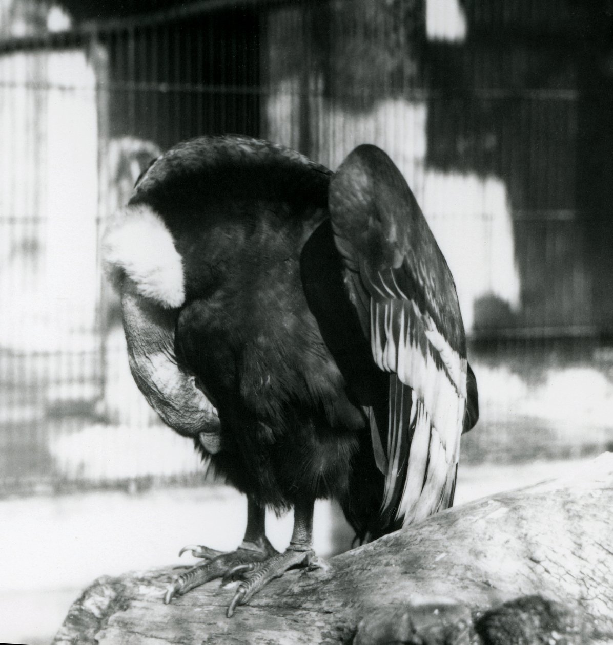 En sovende Andean Condor i London Zoo, 1923 (bw-bilde) av Frederick William Bond