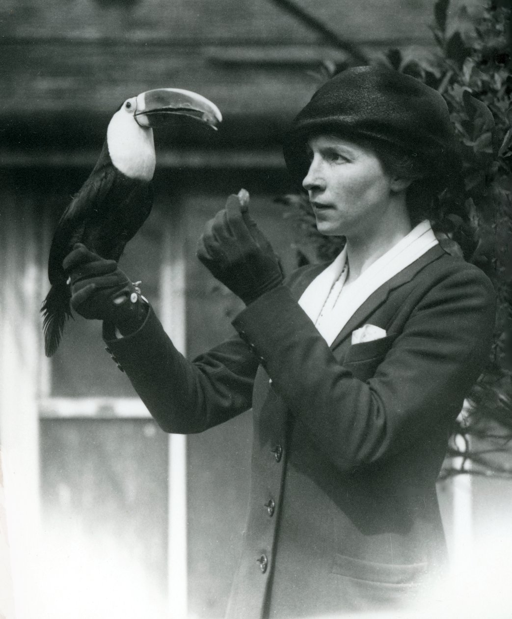 En hvitstrupet tukan mates av en dame mens hun sitter på sin hanskede hånd, London Zoo, 1923 (bw-bilde) av Frederick William Bond