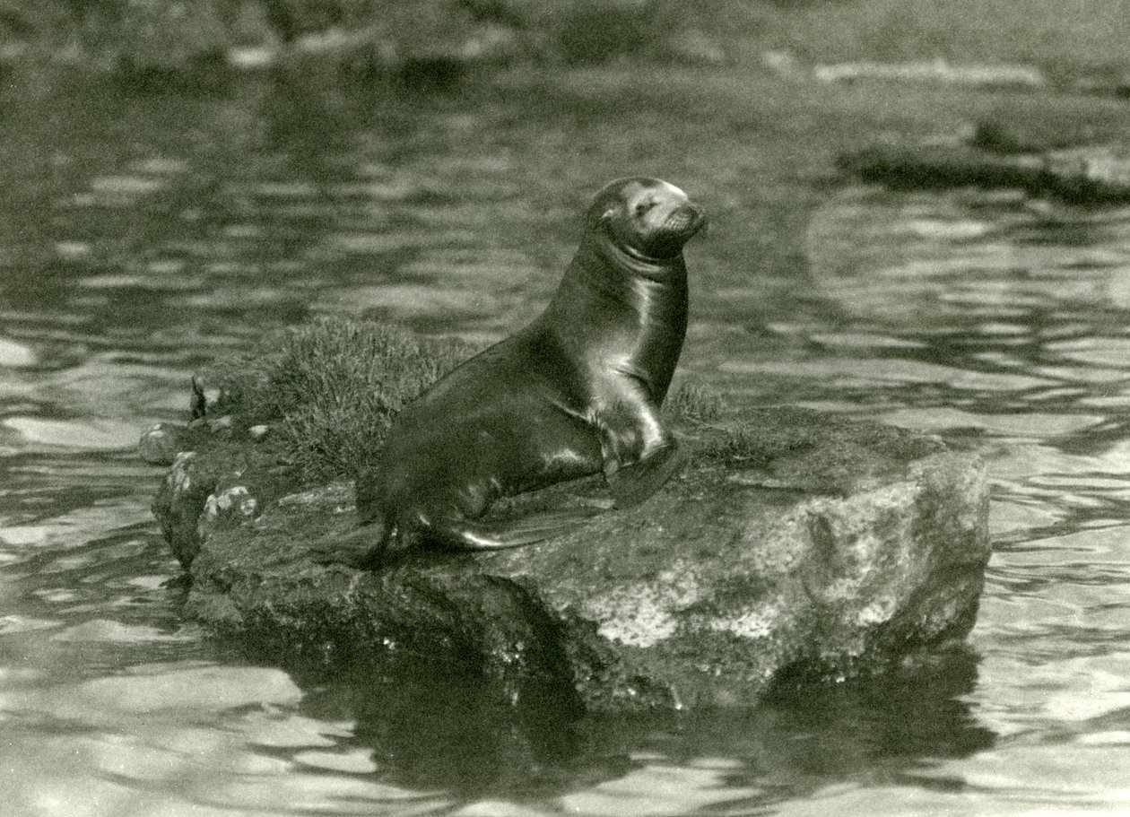 En ung sjøløve i California sitter på en stein i bassenget i London Zoo, oktober 1923 (svart-hvitt-bilde) av Frederick William Bond