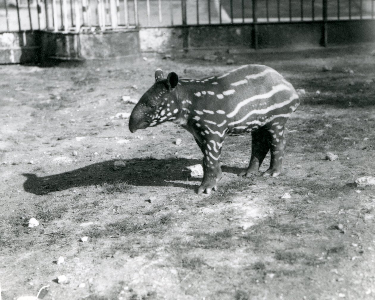 En ung malaysisk tapir i London Zoo, 5. oktober 1921 av Frederick William Bond