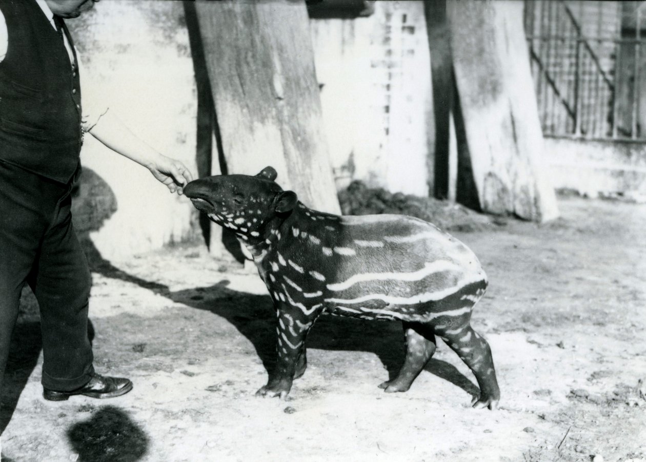 En ung malaysisk tapir med keeper i London Zoo, 18. oktober 1921 av Frederick William Bond