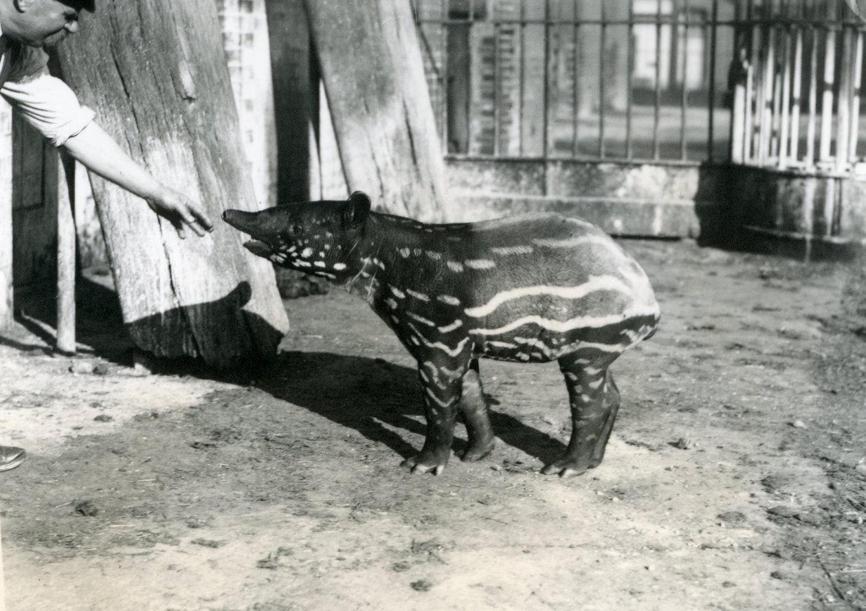 En ung malaysisk tapir med keeper i London Zoo, 18. oktober 1921 av Frederick William Bond