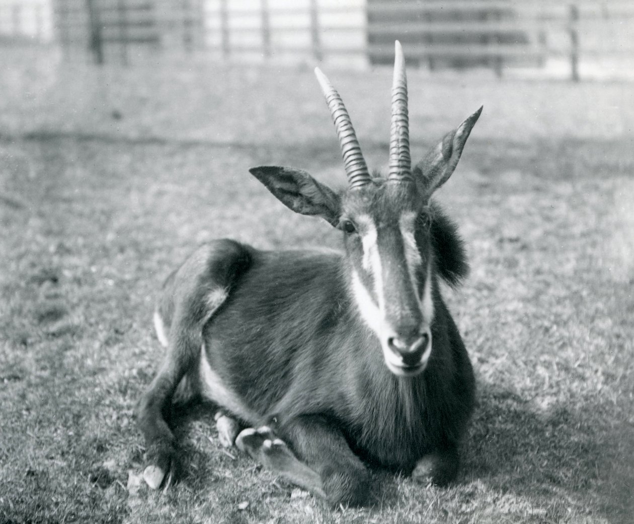 En ung Sobelantilope som sitter i London Zoo, ca. 1912 av Frederick William Bond
