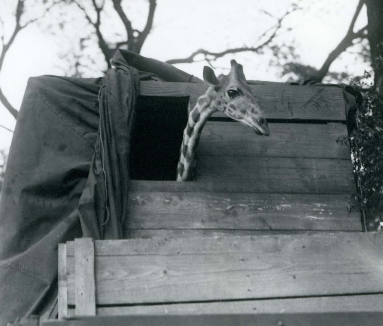 En ung sjiraff ankommer London Zoo, mai 1923 (bw-bilde) av Frederick William Bond