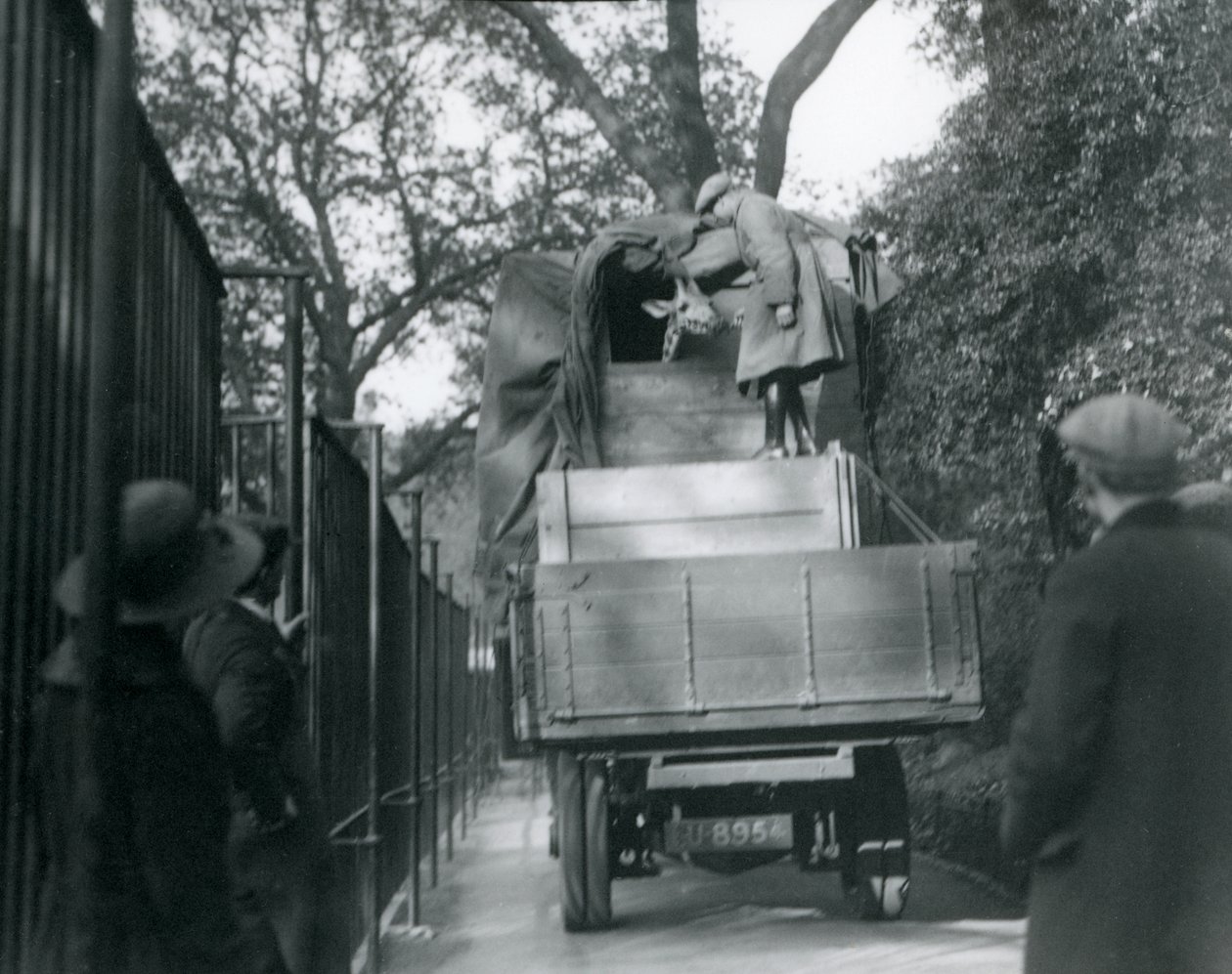 En ung sjiraff ankommer London Zoo, mai 1923 (bw-bilde) av Frederick William Bond