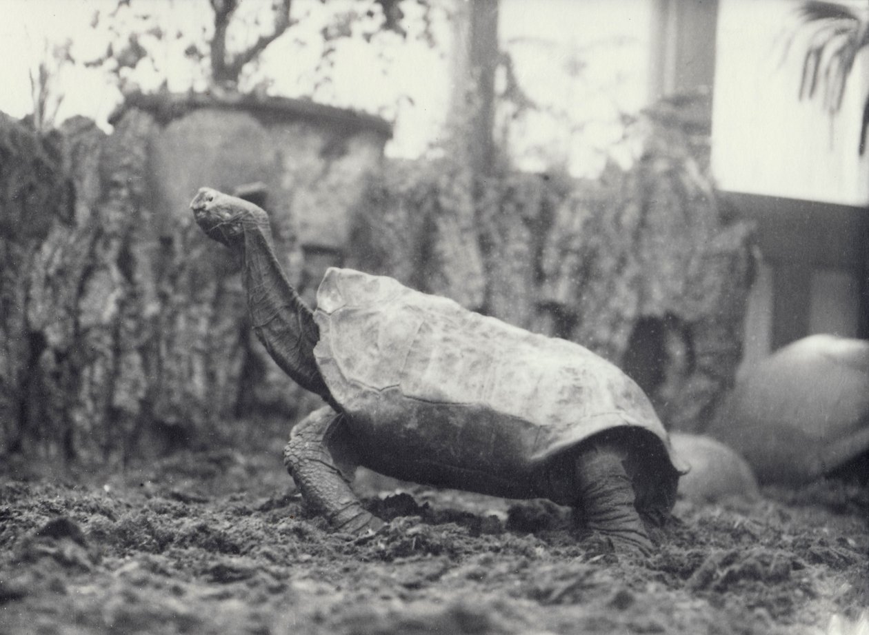 Abingdon Pinta Island Giant Tortoise i London Zoo, mars 1914 av Frederick William Bond