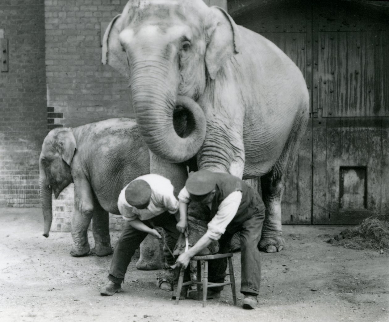 Voksen kvinnelig indisk elefant, Assam Lukhi med keeper Charles Eyles, med føttene trimmet i London Zoo, september 1923 (bw-bilde) av Frederick William Bond