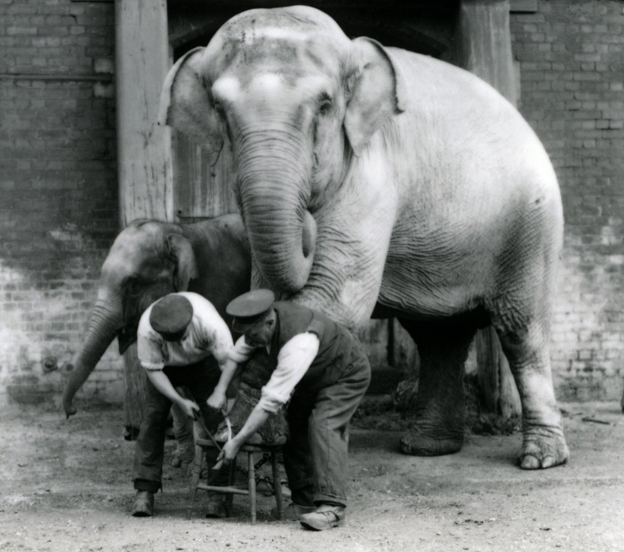 Voksen kvinnelig indisk elefant, Assam Lukhi med keeper Charles Eyles, med føttene trimmet i London Zoo, september 1923 (bw-bilde) av Frederick William Bond